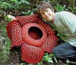 daniyal آواتار ها