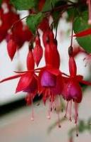 doctormahvareh آواتار ها