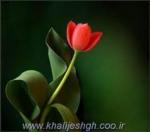 hamed_p آواتار ها