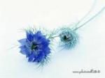 mhmodazad آواتار ها