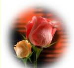 سعدی آواتار ها