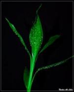 y-as آواتار ها