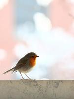 mostafa.ashrafzadeh آواتار ها