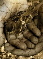 حامد شکوهی آواتار ها