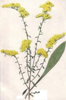 اقبالی آواتار ها