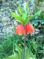 jabban آواتار ها