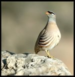 yokosam آواتار ها